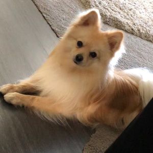 Meet your Posher, Anabel